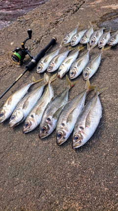 アジの釣果