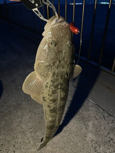 マゴチの釣果