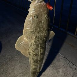 マゴチ