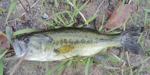 ブラックバスの釣果