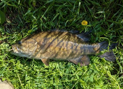 スモールマウスバスの釣果
