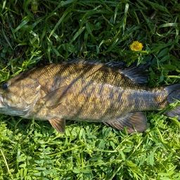 スモールマウスバス