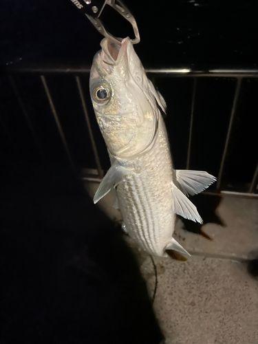 ボラの釣果