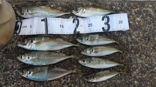アジの釣果