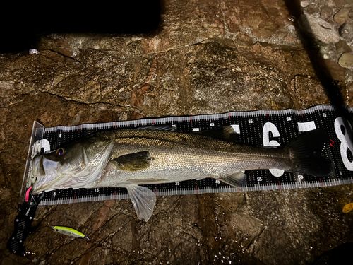 シーバスの釣果