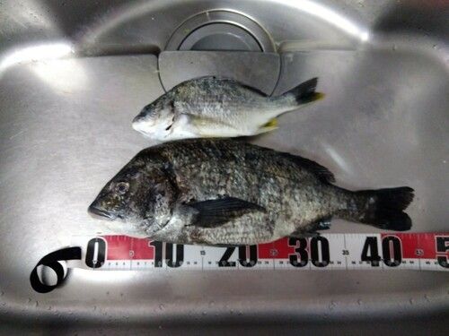 チヌの釣果