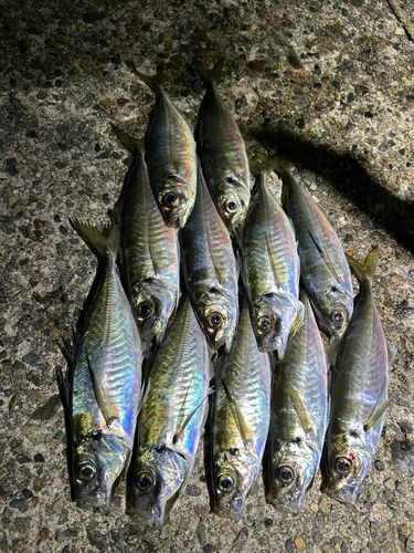 アジの釣果