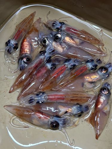ホタルイカの釣果