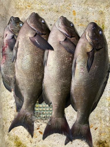 メジナの釣果