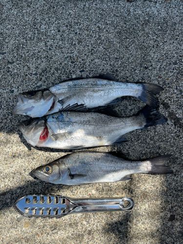 ヒラスズキの釣果