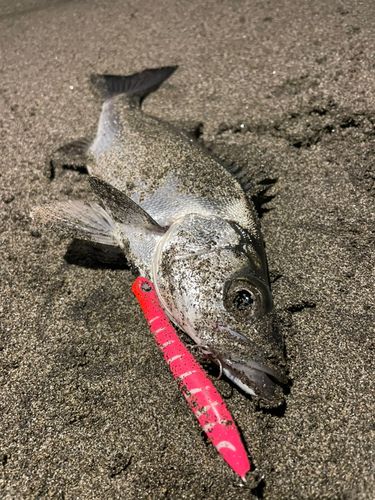 セイゴ（マルスズキ）の釣果