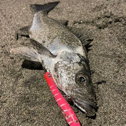 セイゴ（マルスズキ）