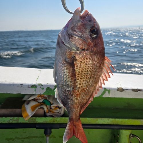 マダイの釣果