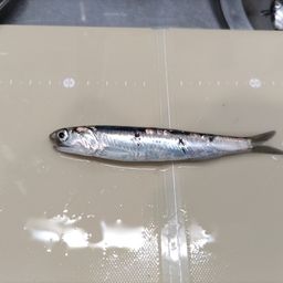 カタクチイワシ