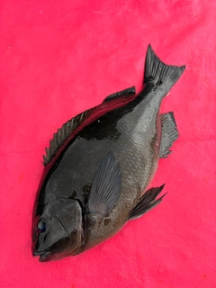 クチブトグレの釣果