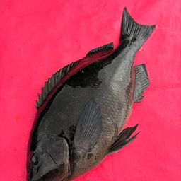 クチブトグレ