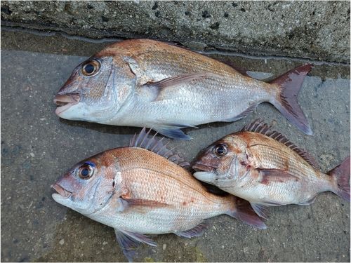 タイの釣果