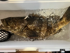 ヤイトハタの釣果