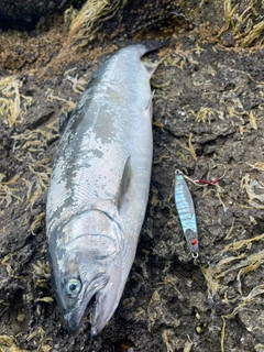 サクラマスの釣果
