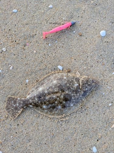 ヒラメの釣果