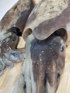 コウイカの釣果