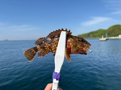 ガシラの釣果