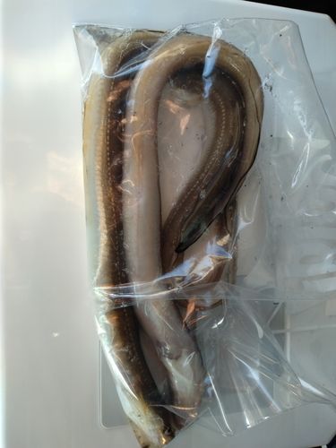 マアナゴの釣果