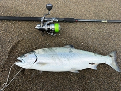 サクラマスの釣果