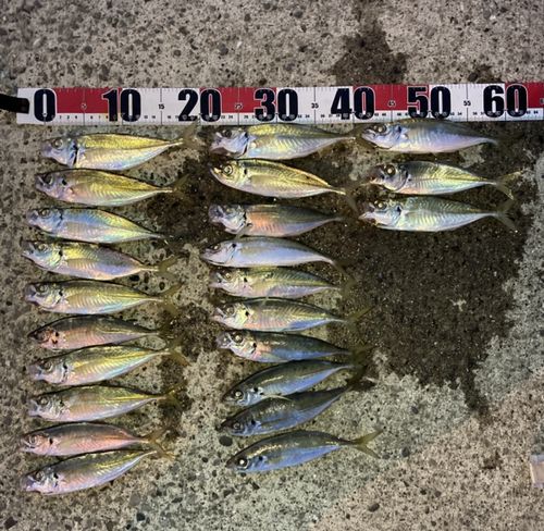 マアジの釣果
