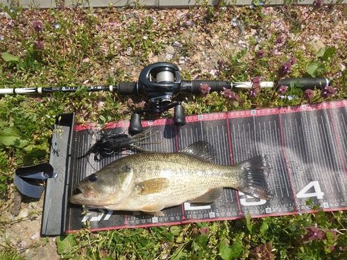 ブラックバスの釣果