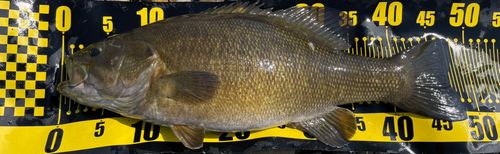 スモールマウスバスの釣果