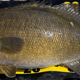 スモールマウスバス