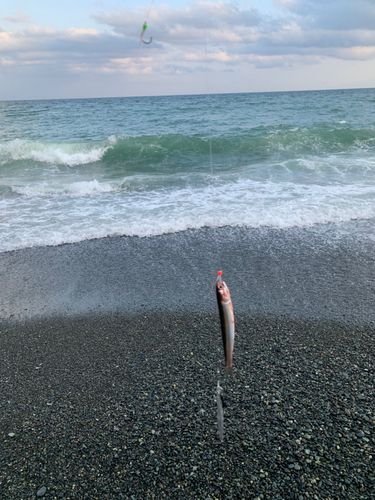 カタクチイワシの釣果