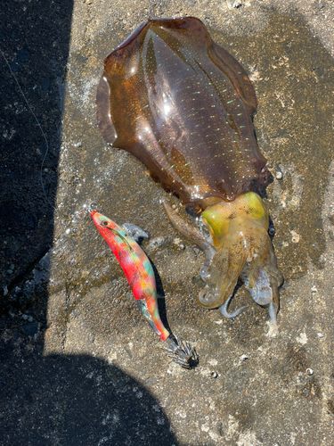 アオリイカの釣果