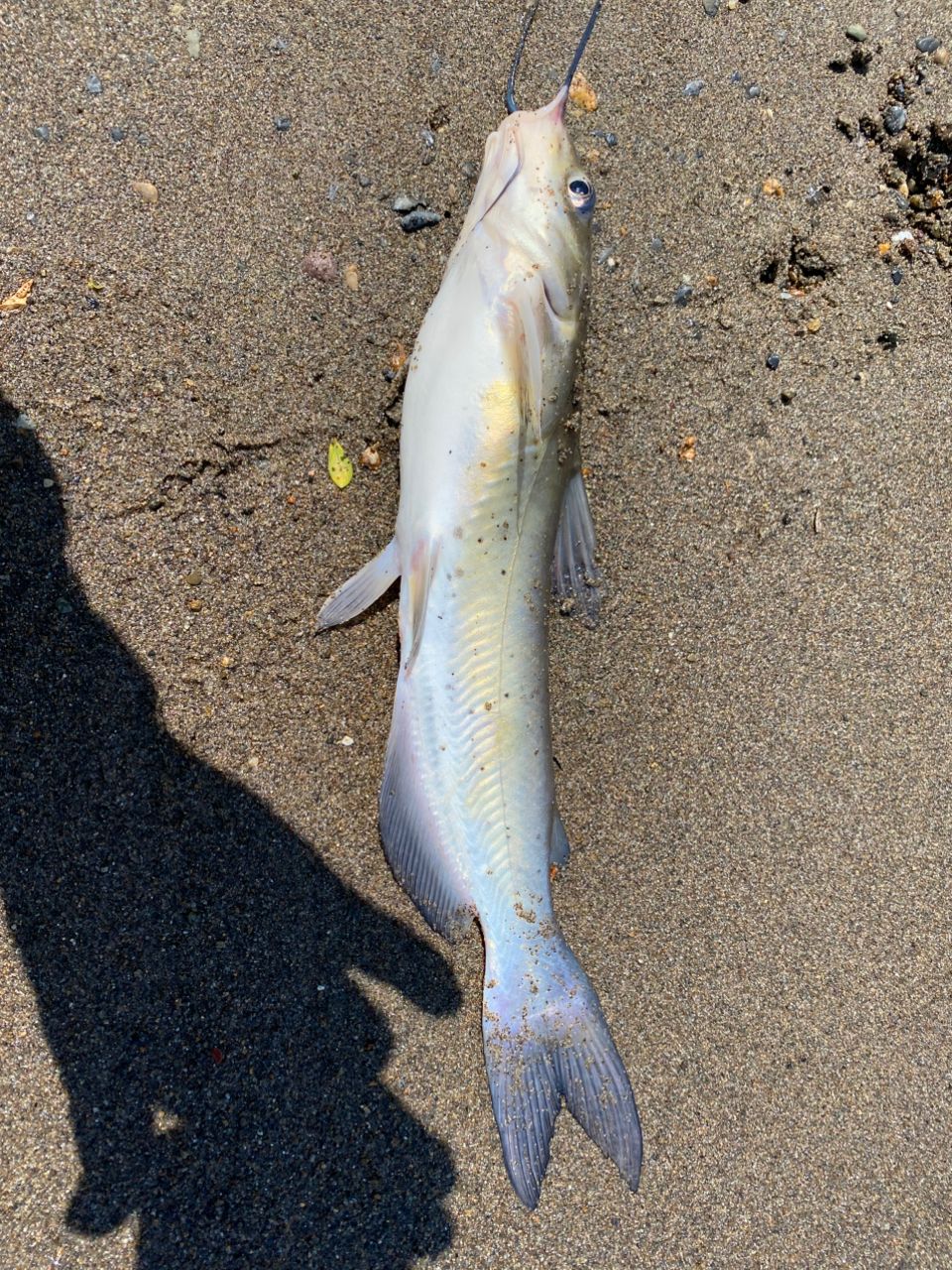 アメリカナマズ