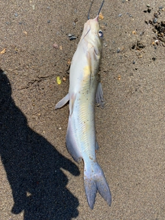 アメリカナマズの釣果