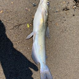 アメリカナマズ