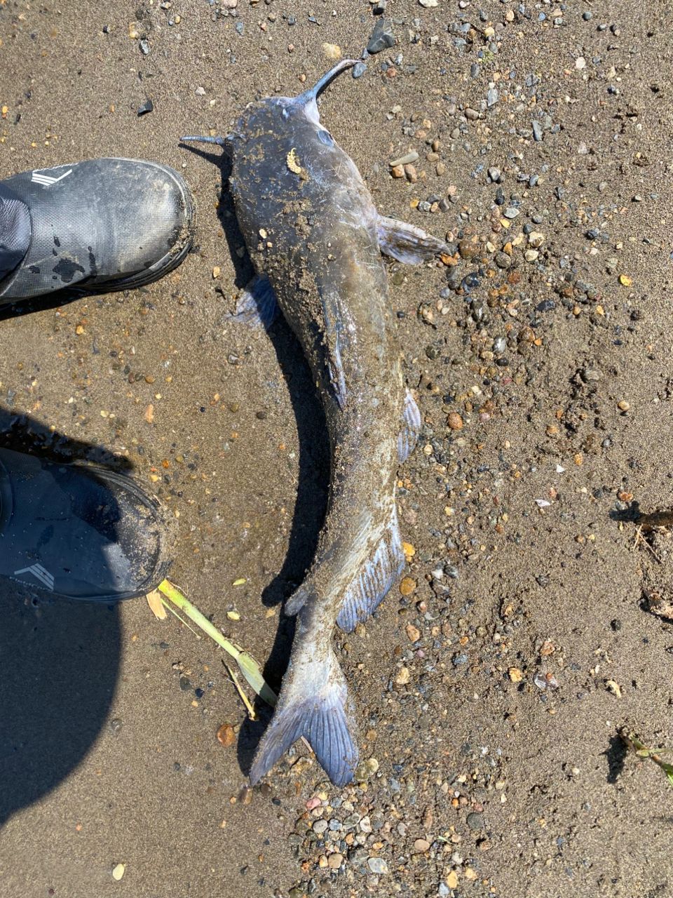 アメリカナマズ