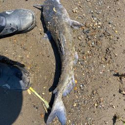 アメリカナマズ