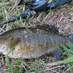 スモールマウスバス