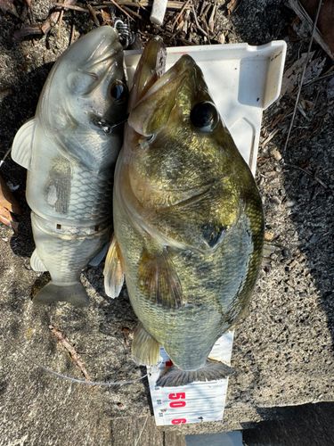 ブラックバスの釣果