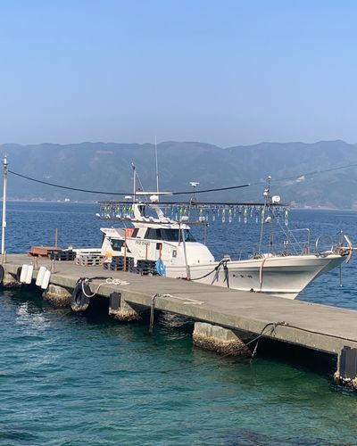 ヤリイカの釣果
