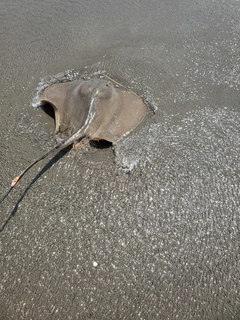 アカエイの釣果