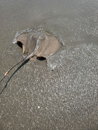 アカエイの釣果