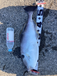 ウスバハギの釣果