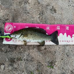 スモールマウスバス