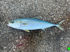 ヤズの釣果