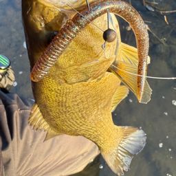 スモールマウスバス