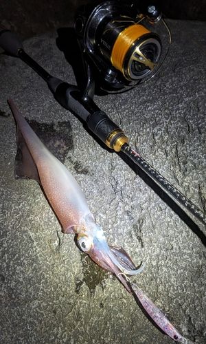ヤリイカの釣果