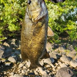 スモールマウスバス